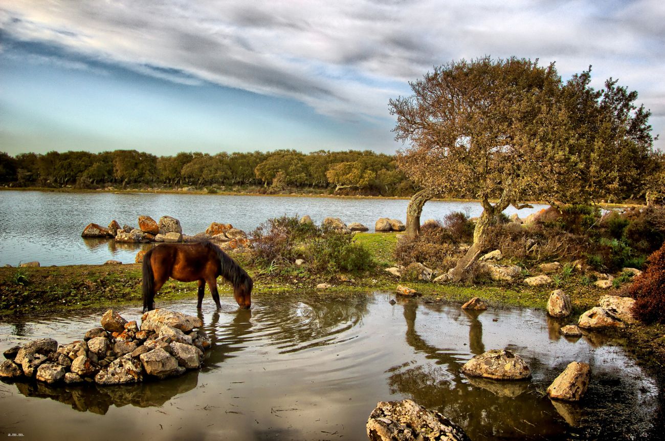 SARDEGNA - La Giara di Gesturi