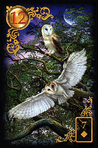 Owls - Birds II (Gufi - Uccelli II)